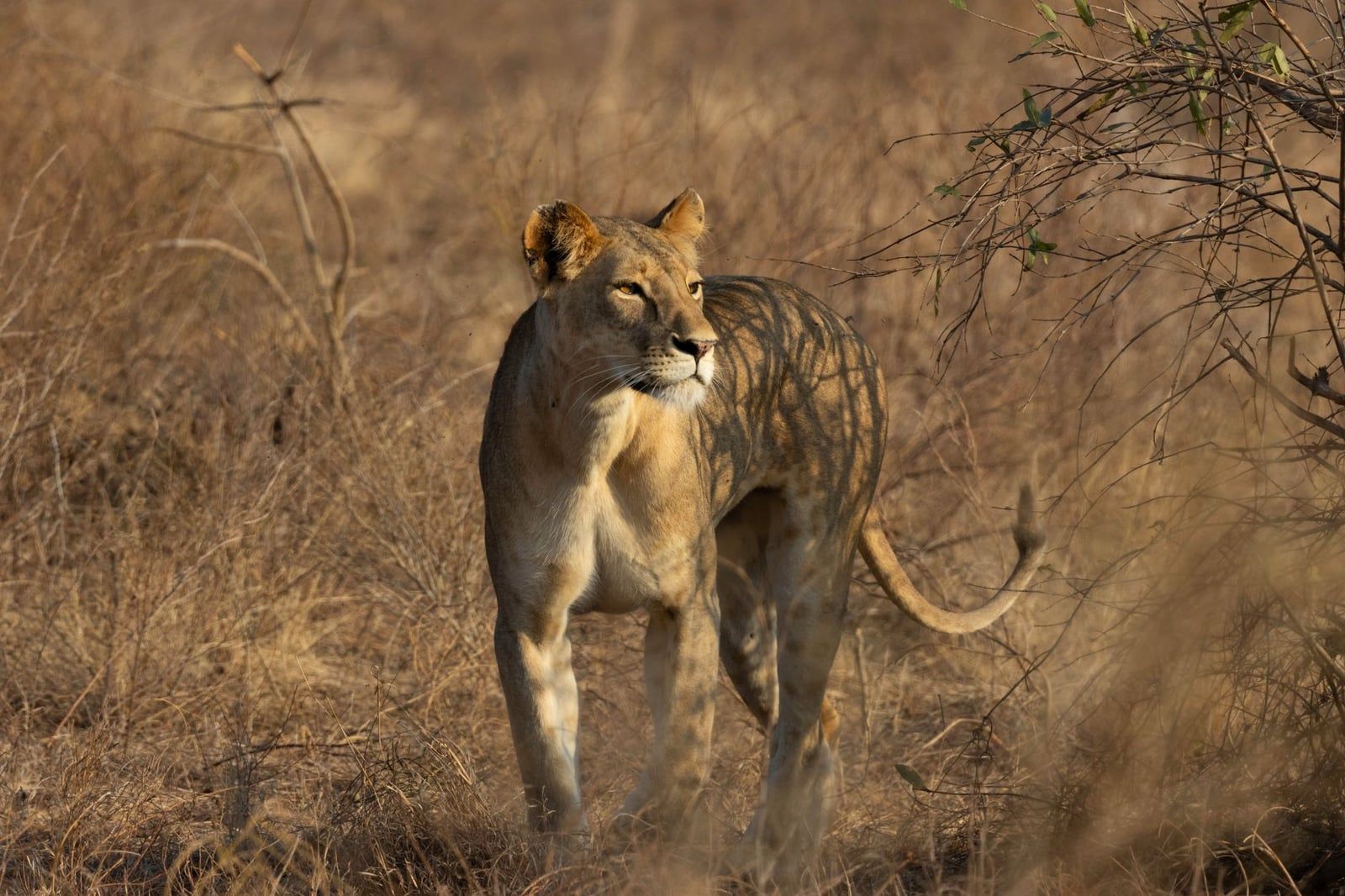 A lioness walks alertly across the dry golden savanna in Tsavo East National Park.