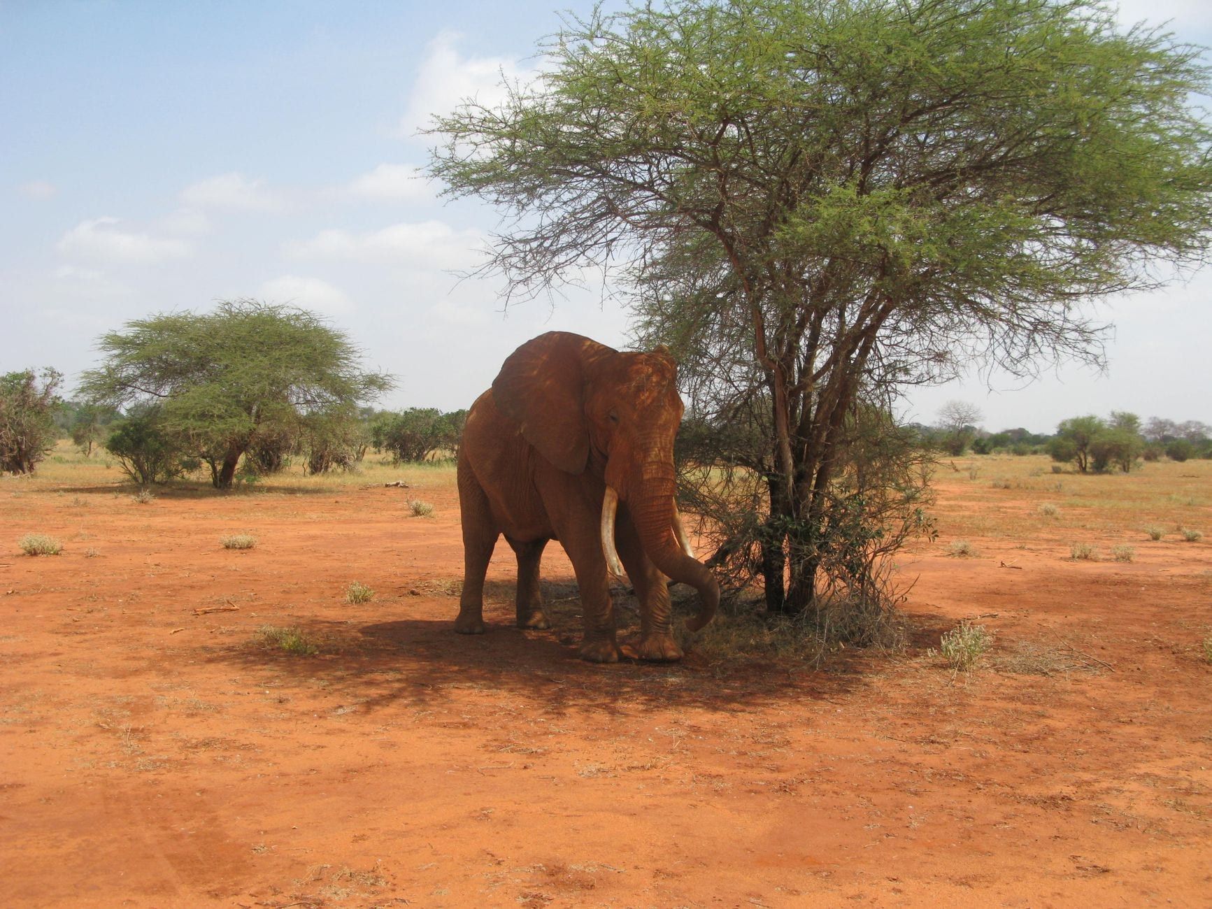 An African elephant stands in the shade of an acacia tree on the red soil savanna of Tsavo East National Park.