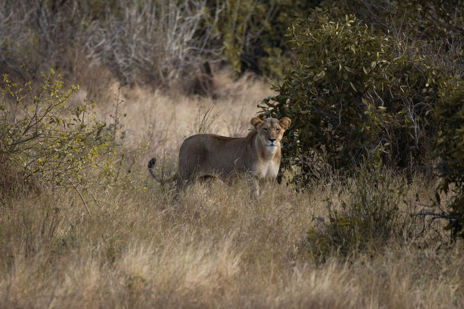A lioness stands alert among dry savannah grass and shrubs in Tsavo East National Park.
