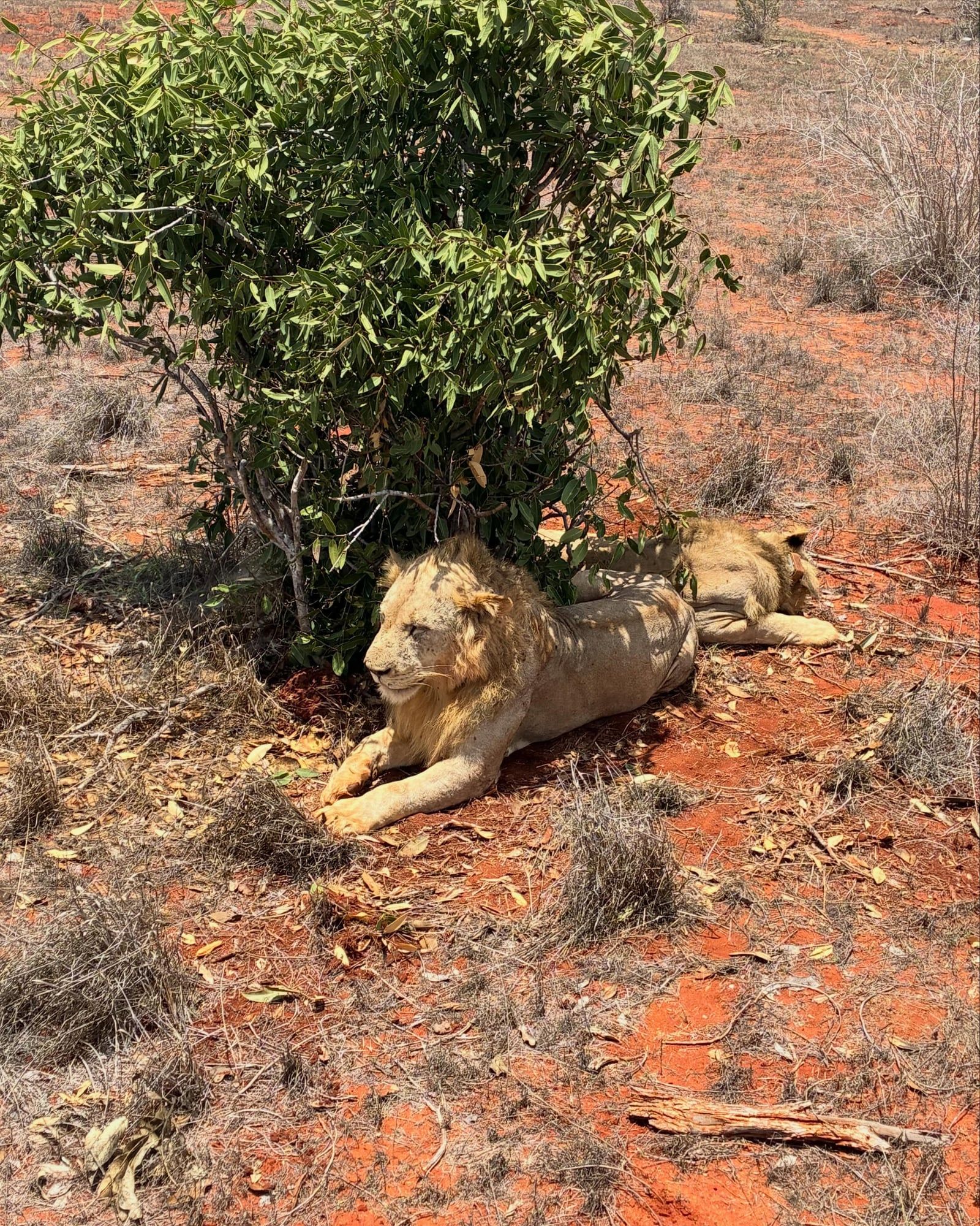 Tsavo East National Park tour visitor photo